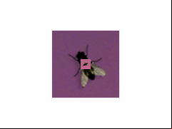 Fly on Desktop Screensaver - fly